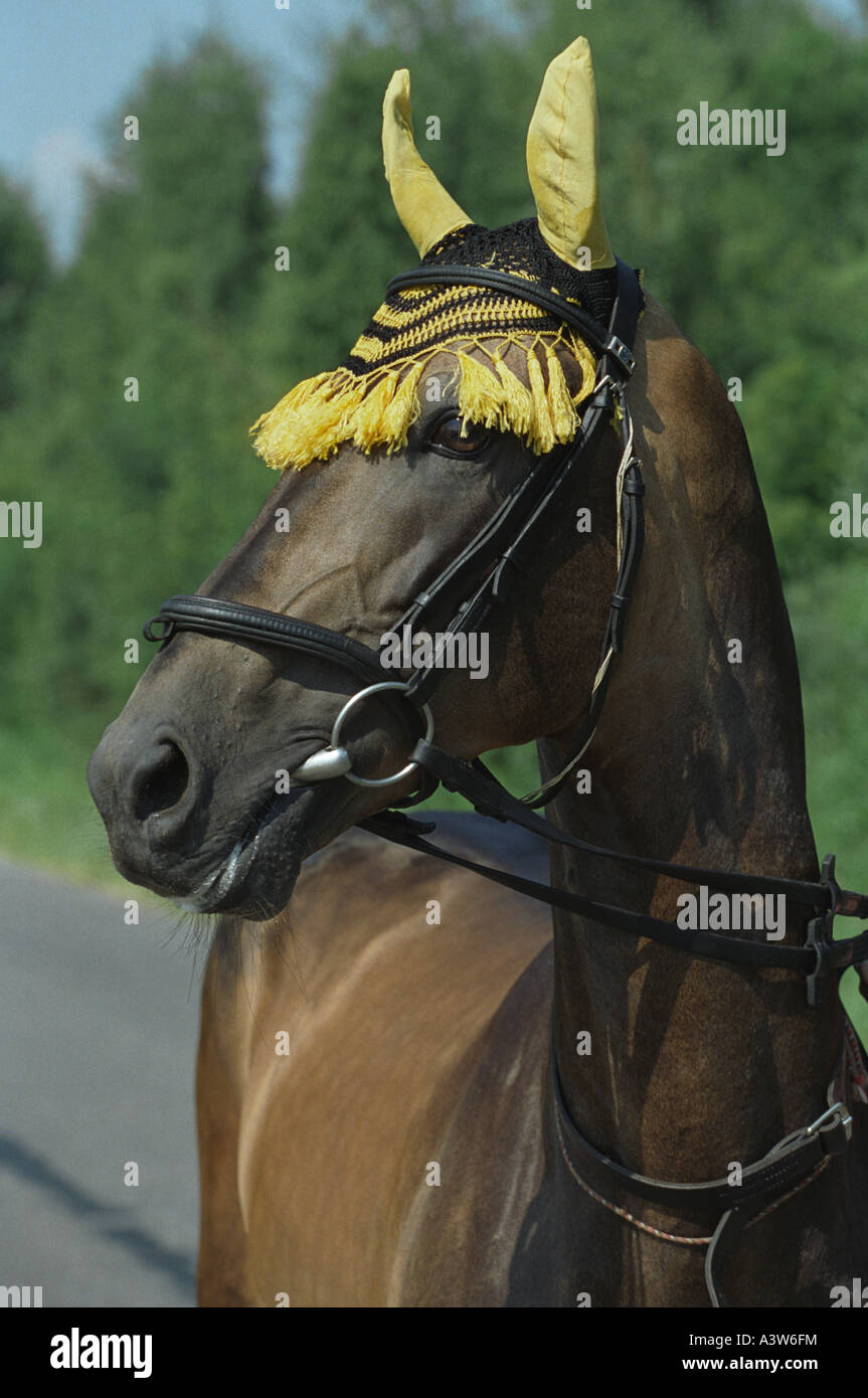 Akhal-teke horse Stock Photo