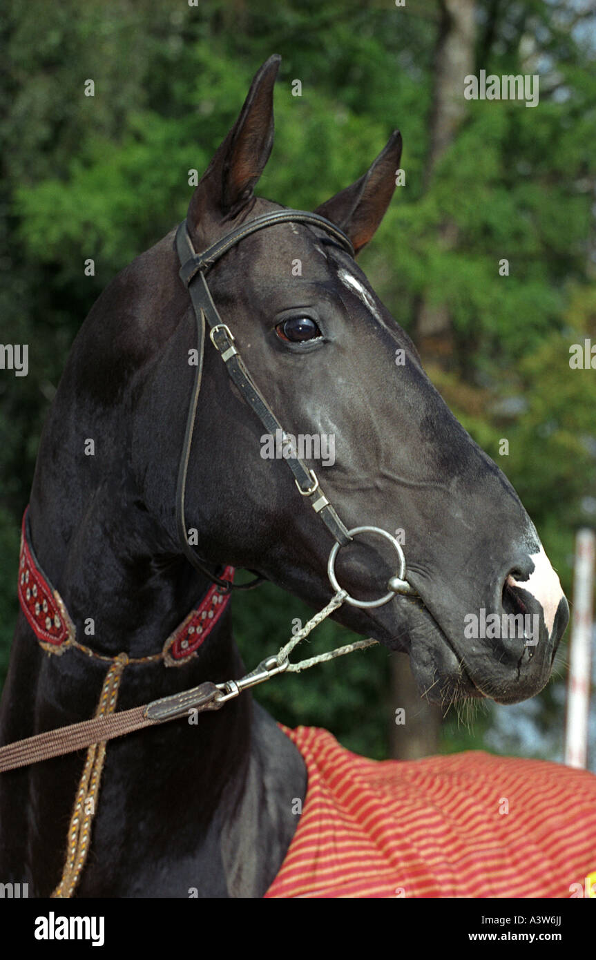 Akhal-teke black horse Stock Photo