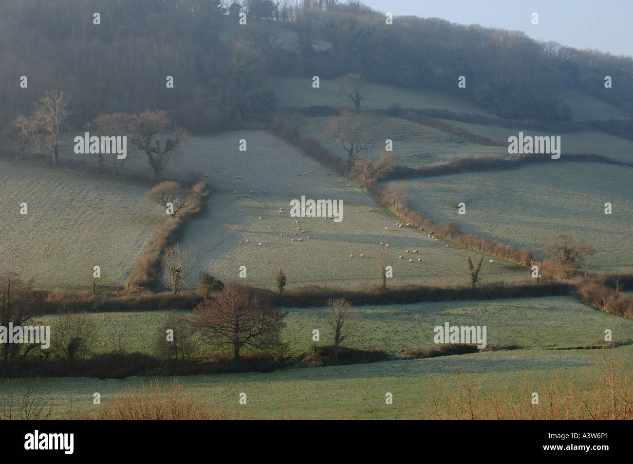 Coastal valley at Branscombe Devon farmland sheep lit by early morning winter sun Stock Photo