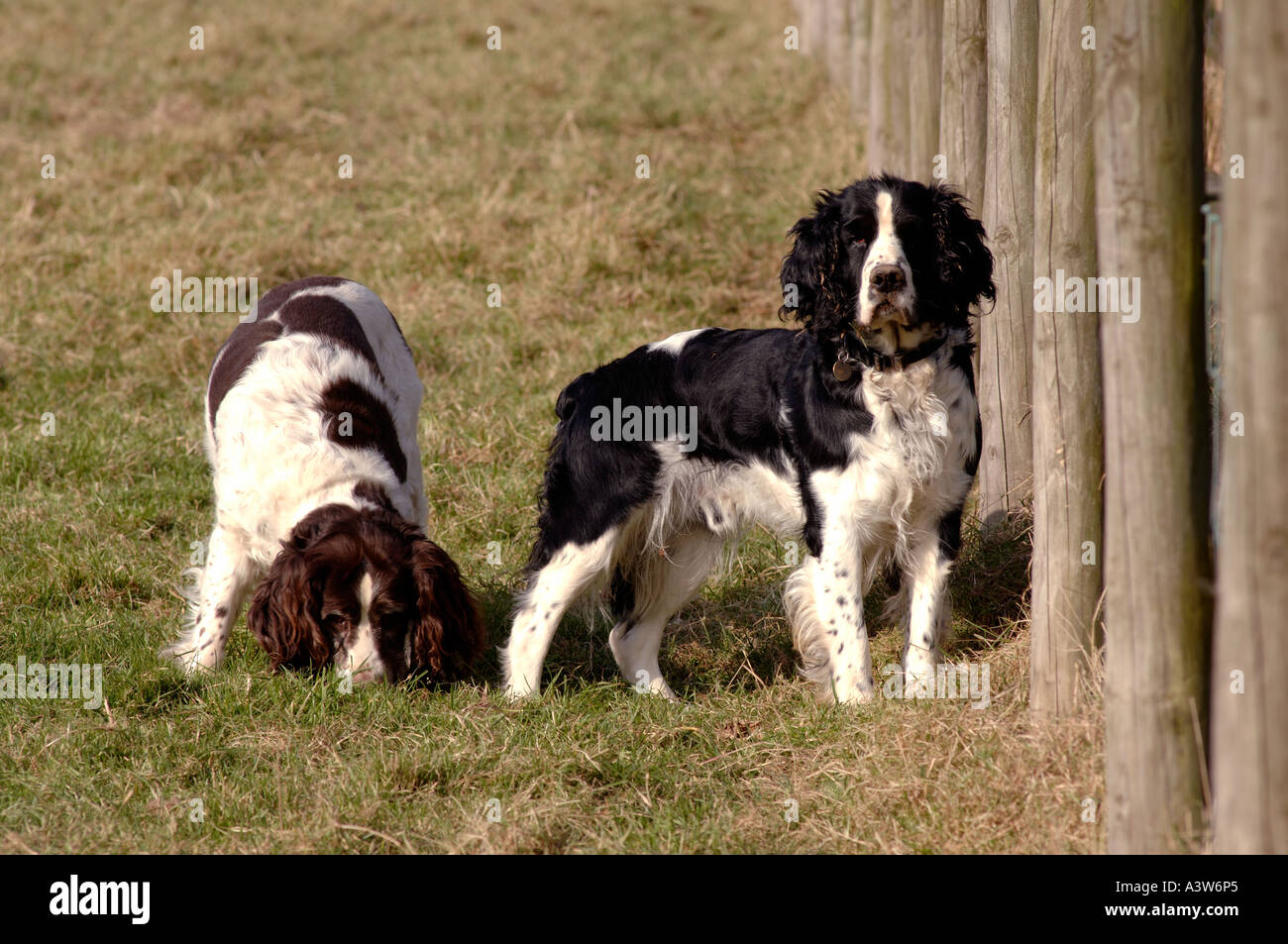 Two springer spaniels one looking towards camera by field fence Stock Photo