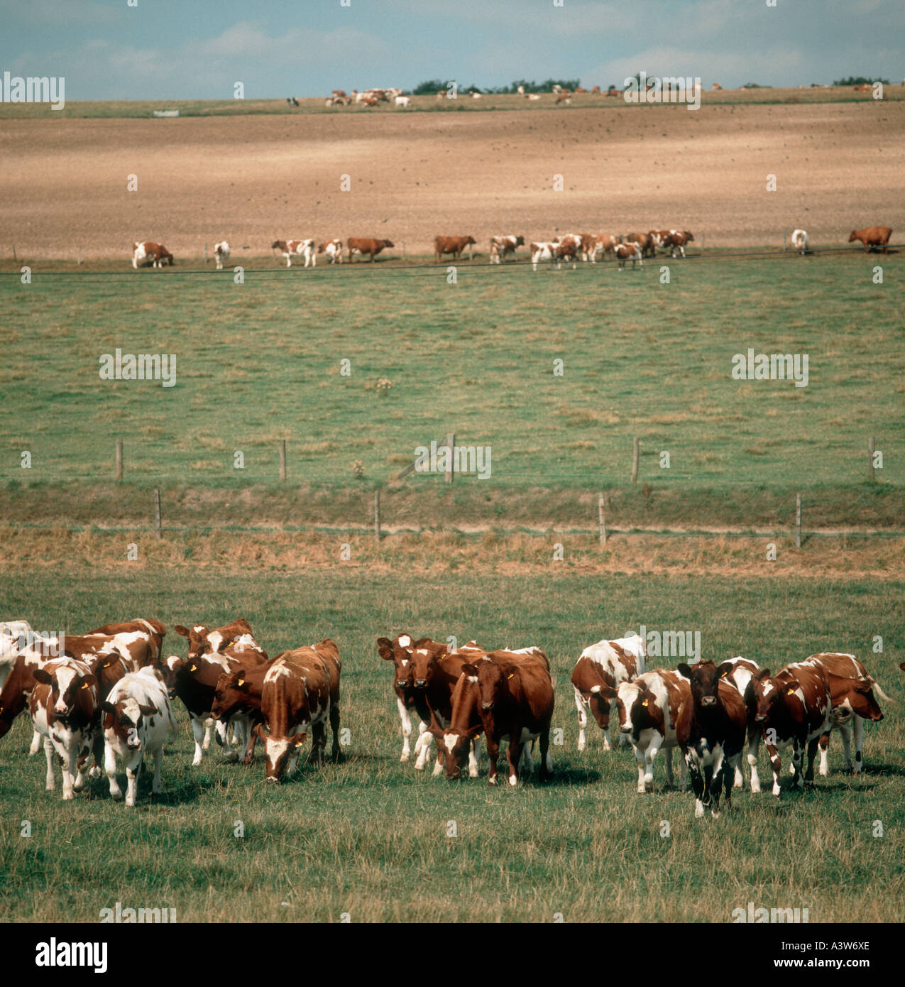Ayrshire yearling cattle herds in divided fields Stock Photo