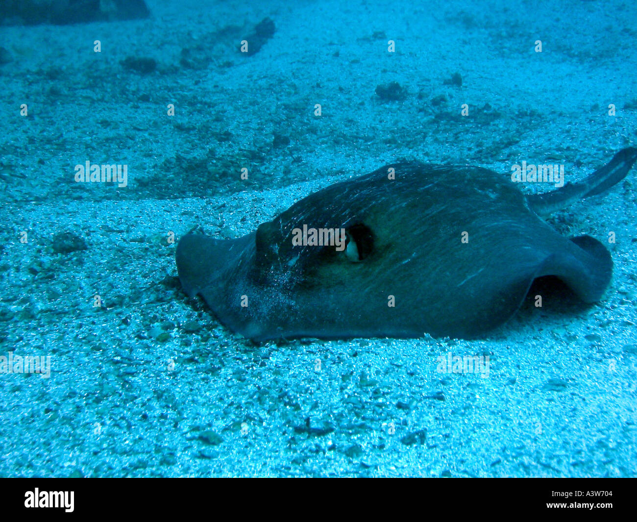 Gordon ray hi-res stock photography and images - Alamy