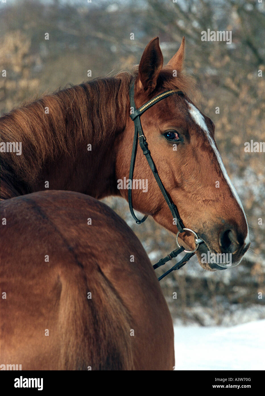 Sight of the horse Stock Photo