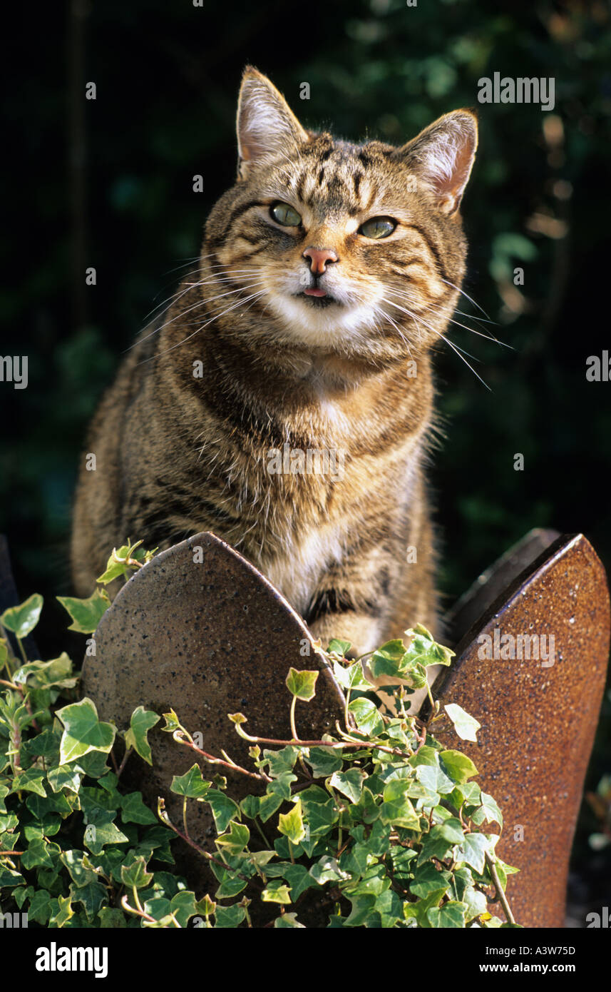 tabby cat sat in old chimney pot used as flower pot Stock Photo