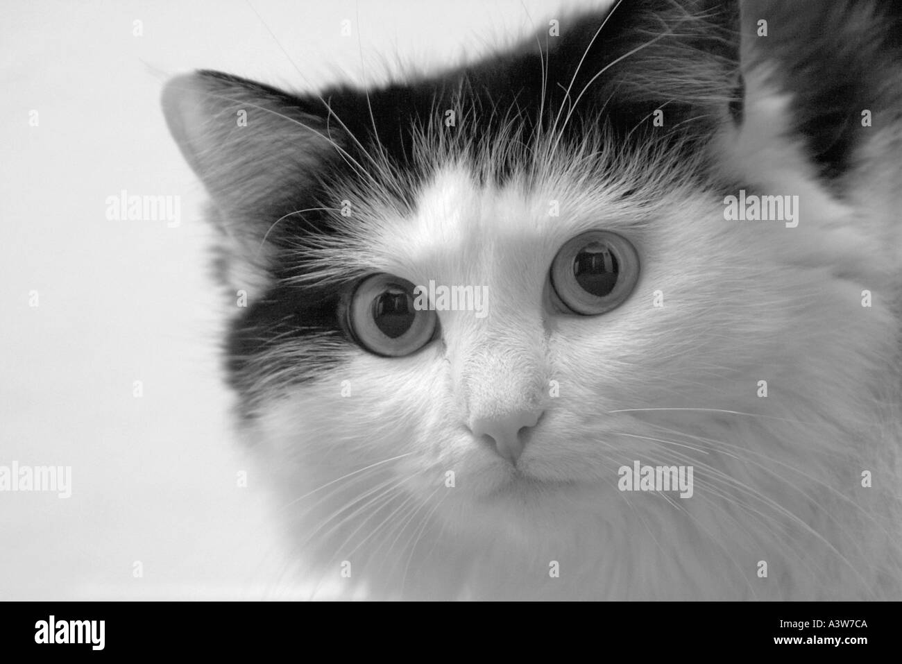Black and white portrait of a cat hi-res stock photography and images ...