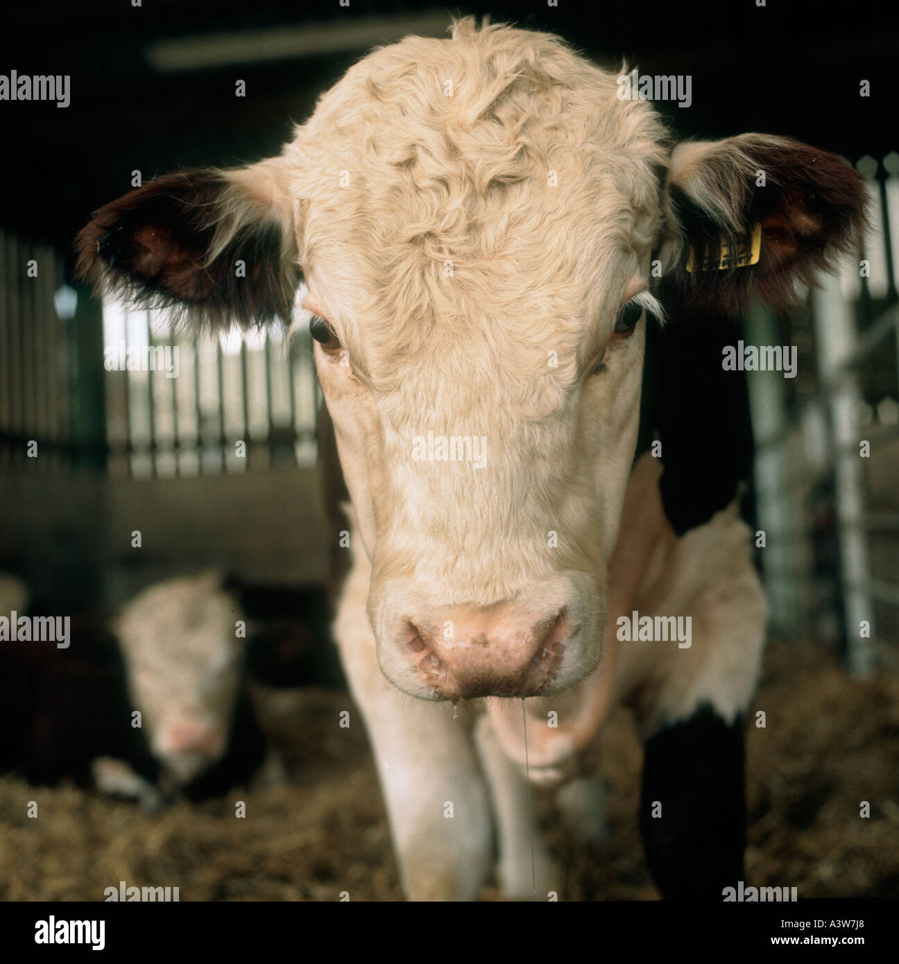 Young Hereford bull in a pen facing the camera Stock Photo
