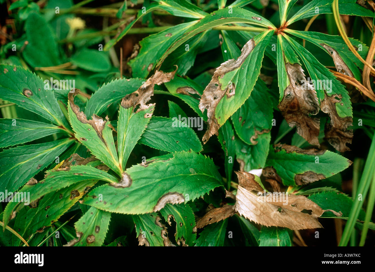 Hellebore leaf spot Coniothyrum hellebori disease damage to hellebore