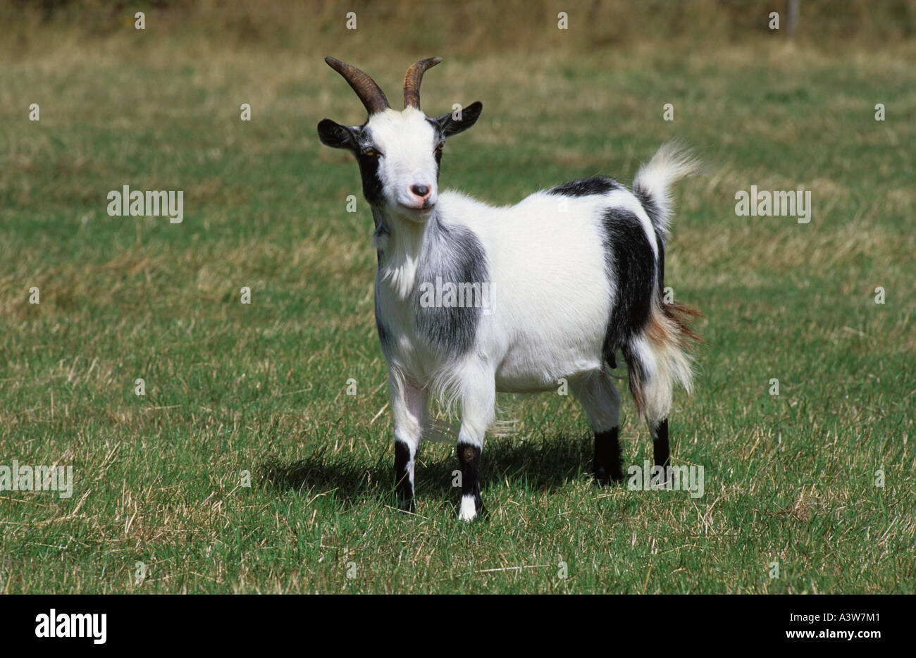 Pygmy Goat adult on grass Stock Photo
