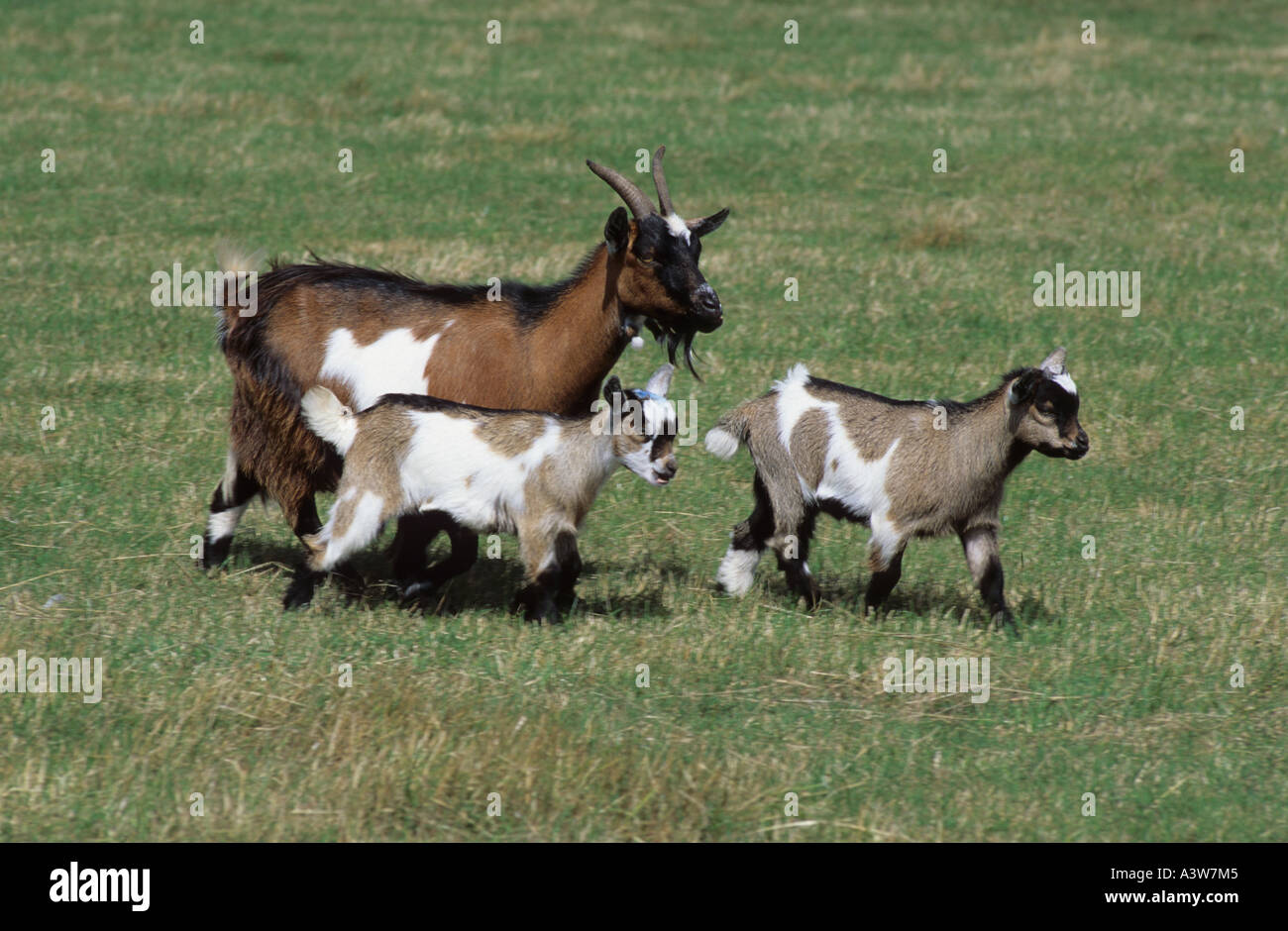 Pygmy goat with kids at grass Stock Photo