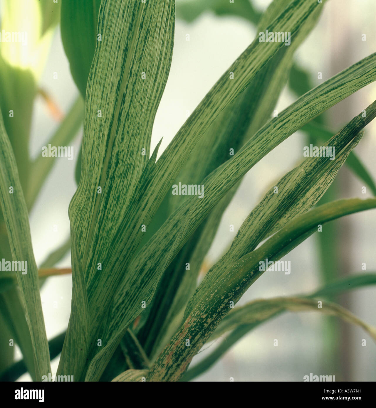 Maize streak virus hires stock photography and images Alamy