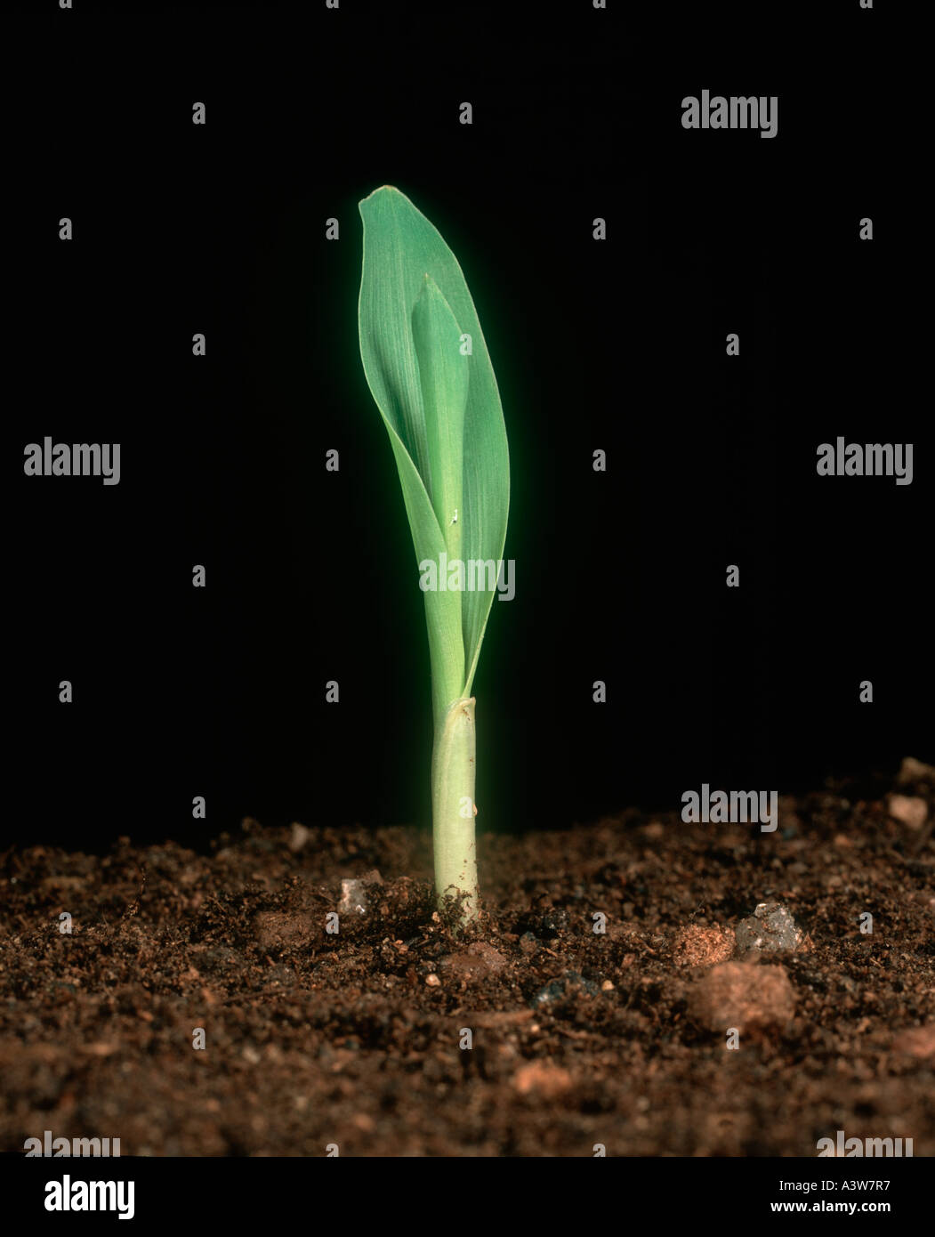 Corn maize sweetcorn seedling after emerging Stock Photo