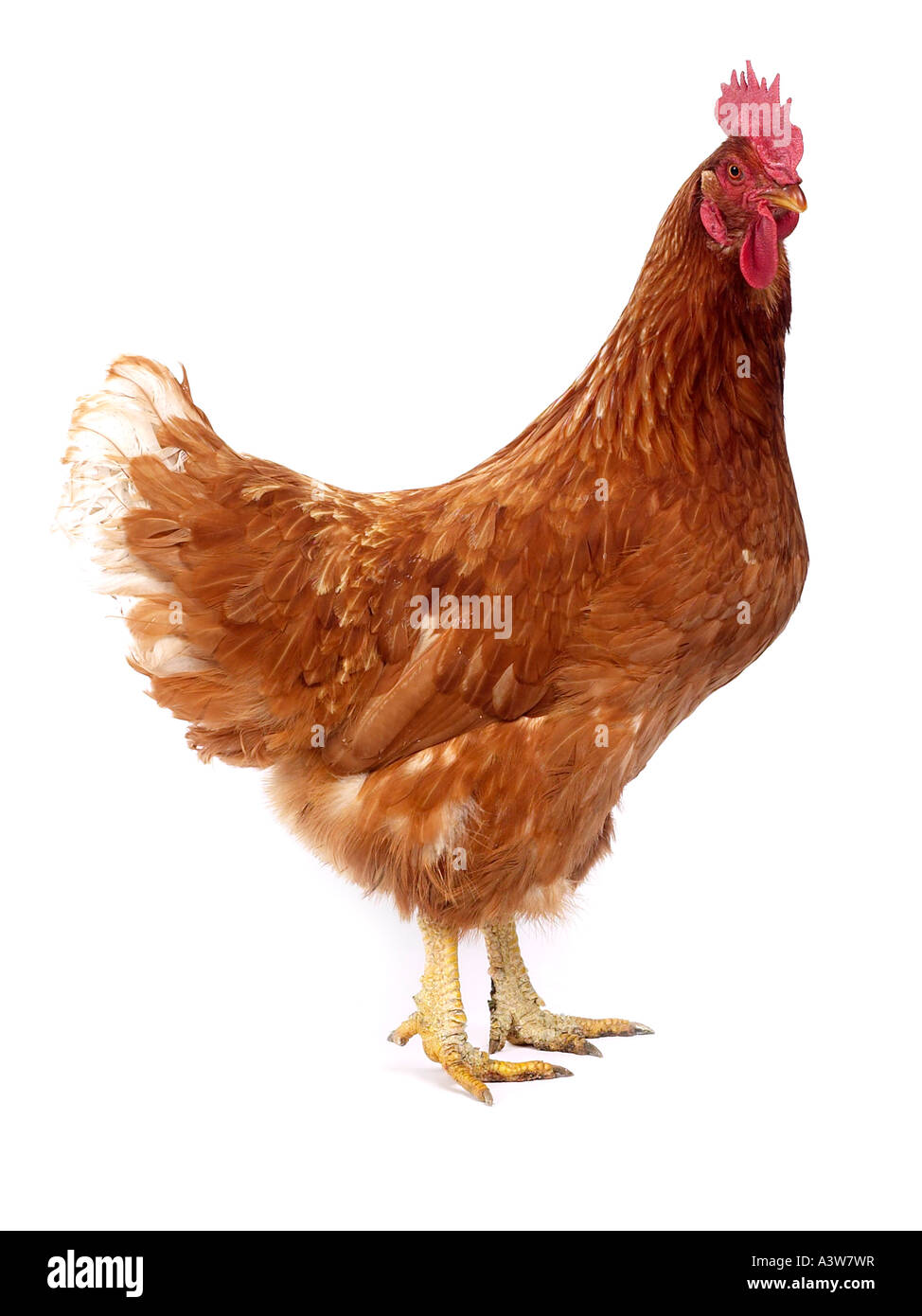 A brown chicken standing up Stock Photo Alamy