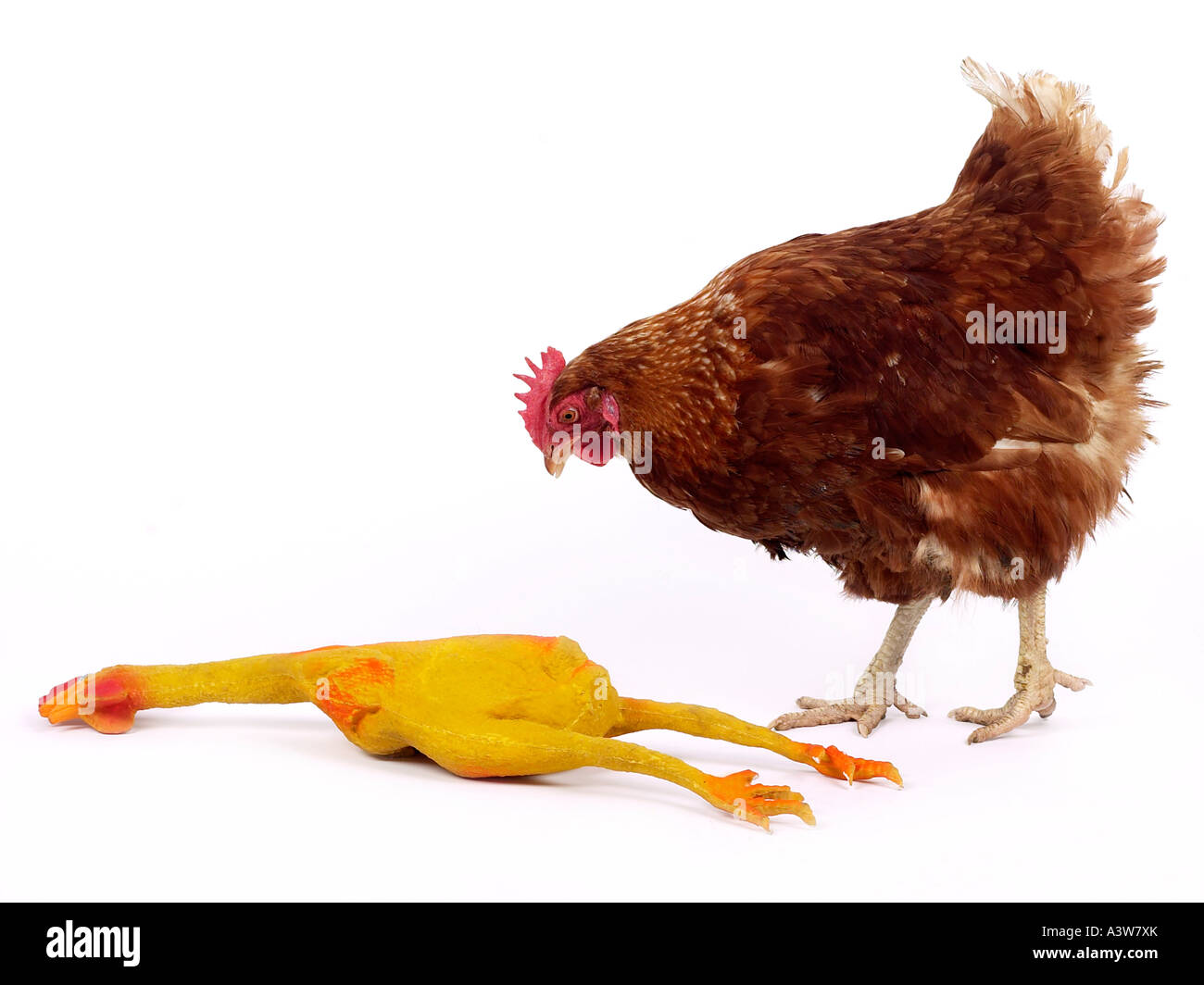 A chicken looking at a rubber chicken - beware of imitations. Stock Photo