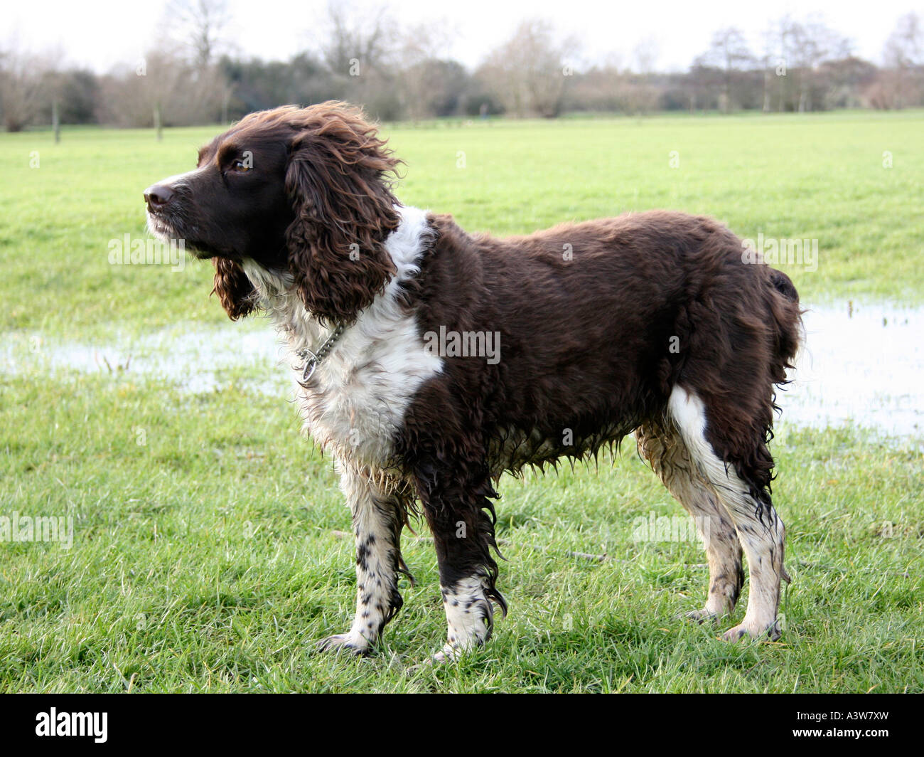 A brown and white springer spanial in a field. Stock Photo