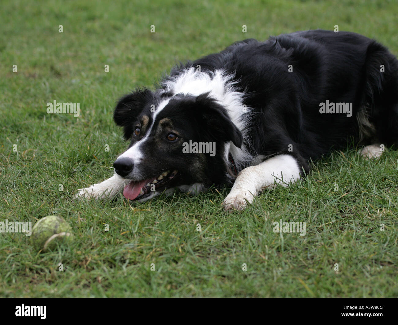 A collie with a ball, ready to play. Stock Photo