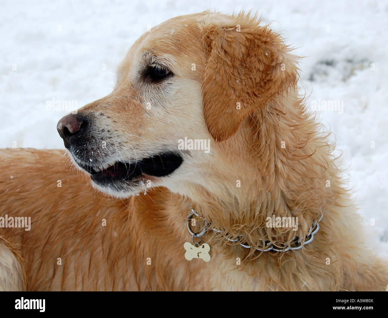 A golden retriever in the snow Stock Photo - Alamy