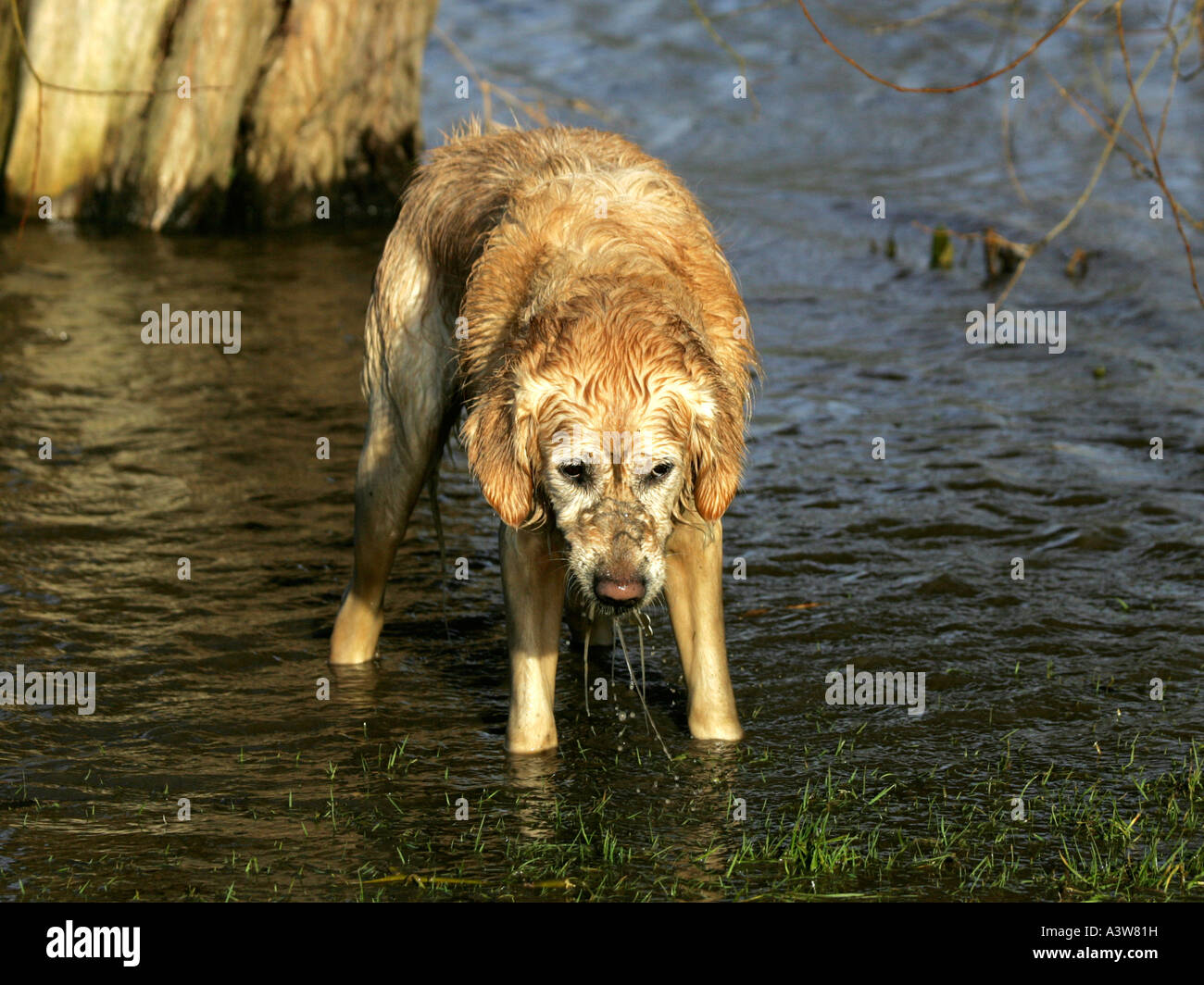Feeling A Sick As A Dog Stock Photo Alamy