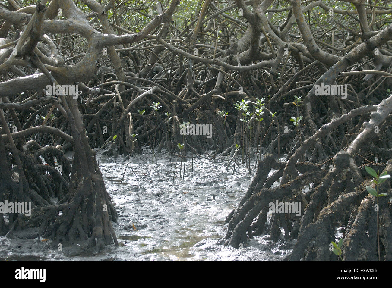 Mangrove a threatened ecosystem struggling to survive Caixa Prego Bahia Brazil Stock Photo