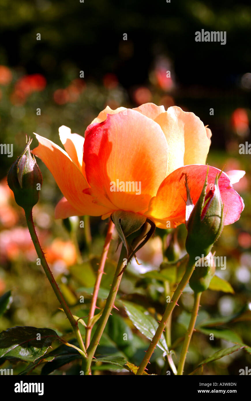 Roses in the gardens of Regents Park London Stock Photo Alamy