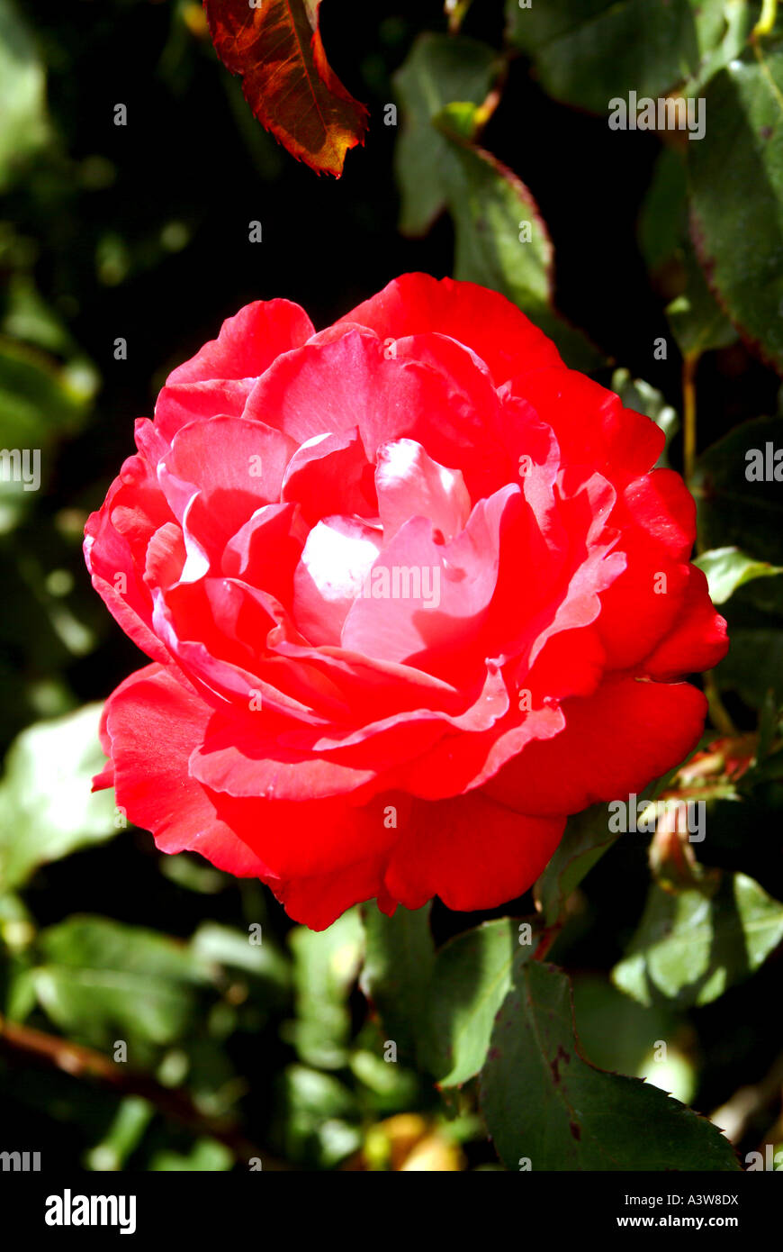 Rose in the gardens of Regents Park London Stock Photo Alamy
