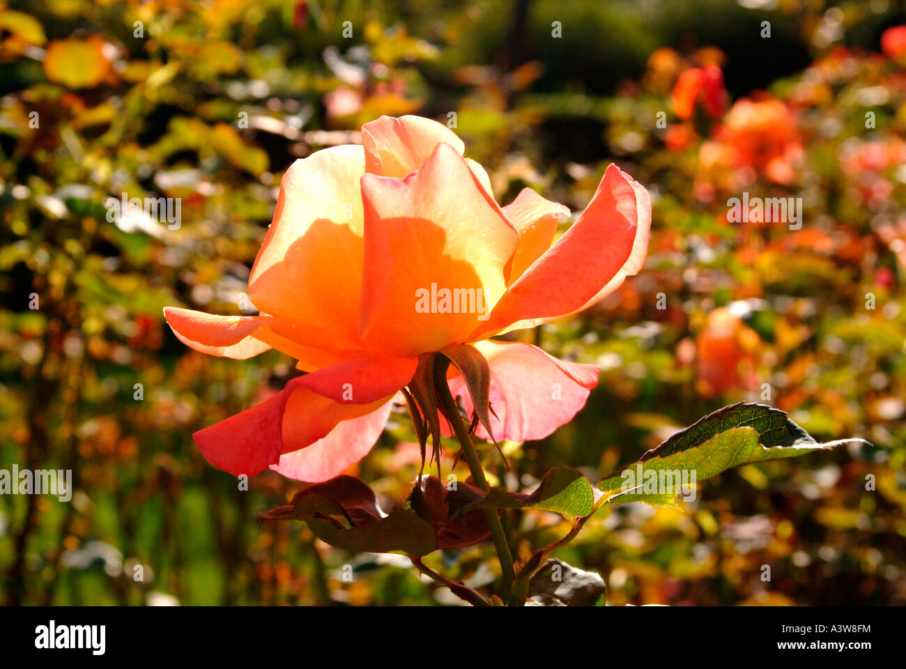 Roses in the gardens of Regents Park London Stock Photo Alamy