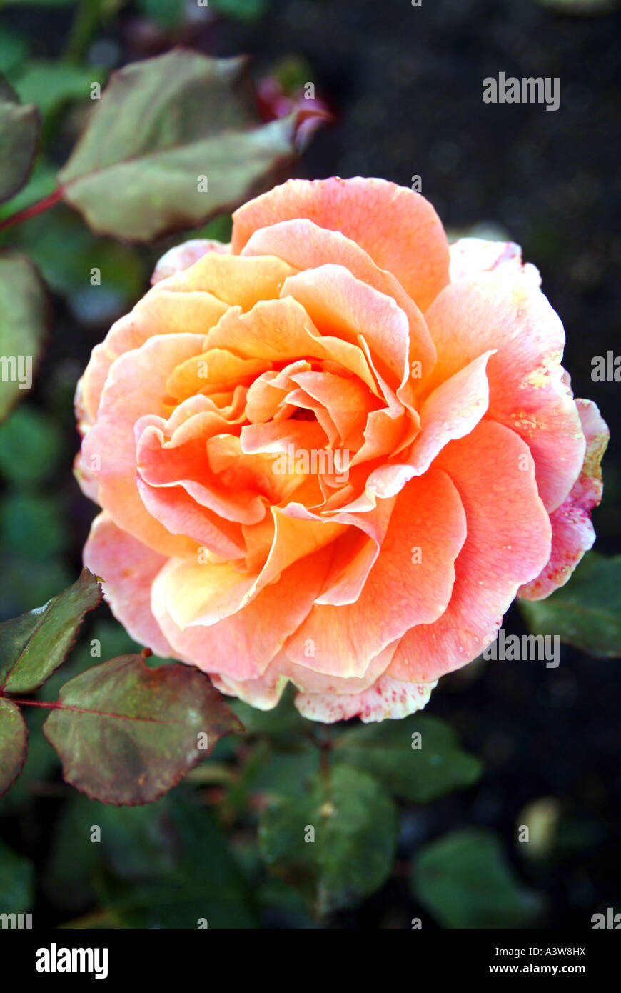 Rose in the gardens of Regents Park London Stock Photo Alamy