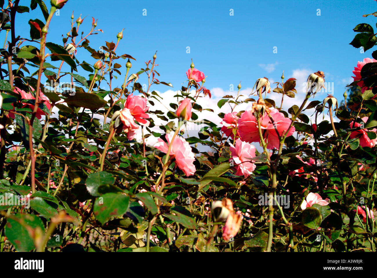 Roses in the gardens of Regents Park London Stock Photo Alamy