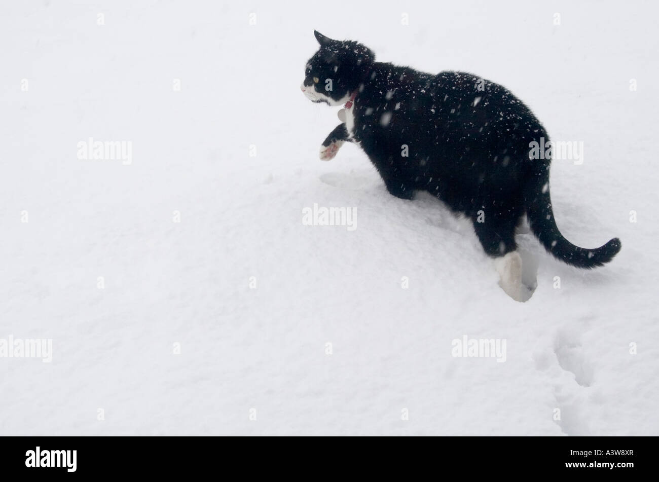Black and white cat in deep snow while snowing Wales UK Stock Photo Alamy