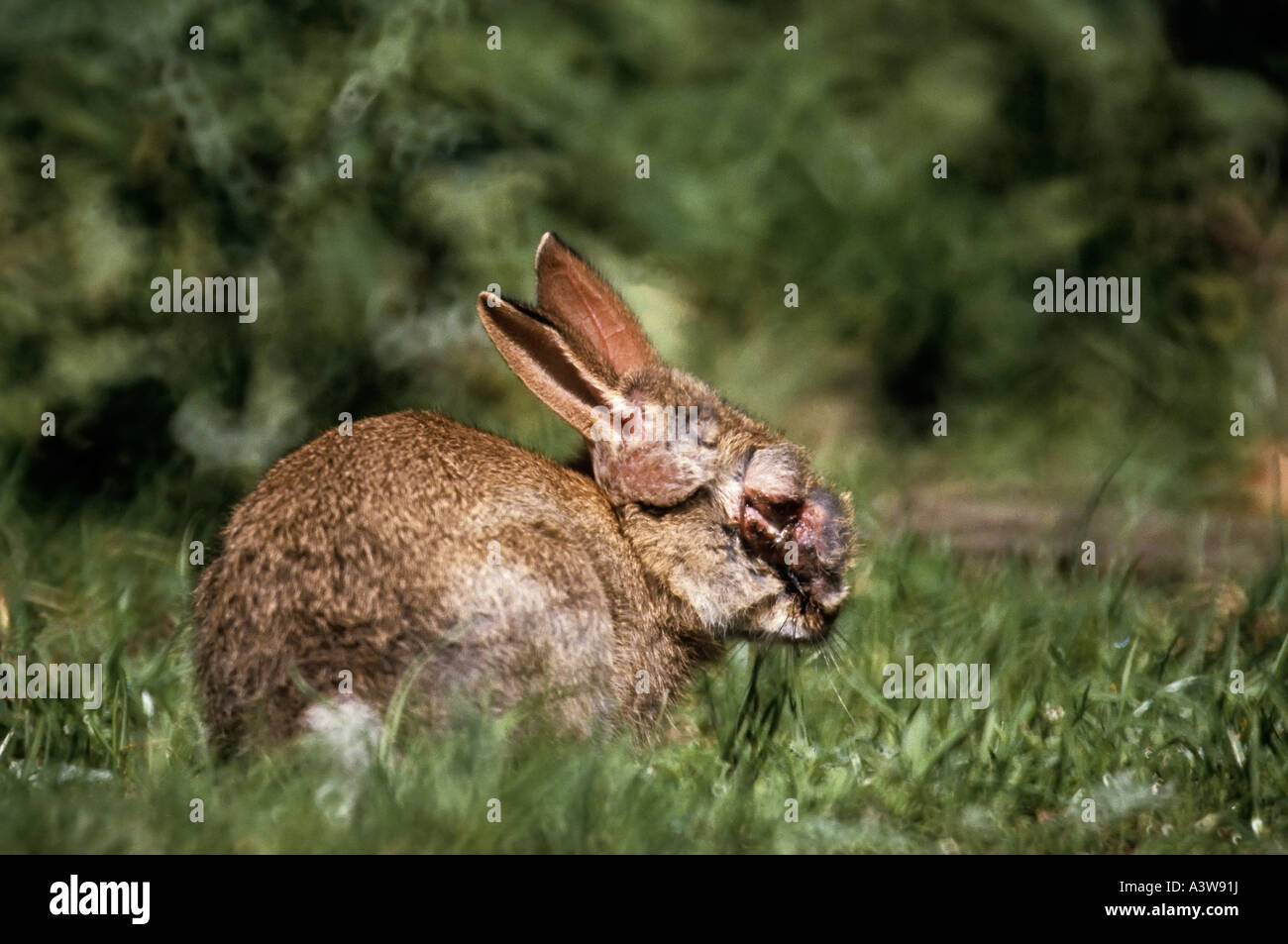 Rabbit with myxamatosis Wales UK Stock Photo