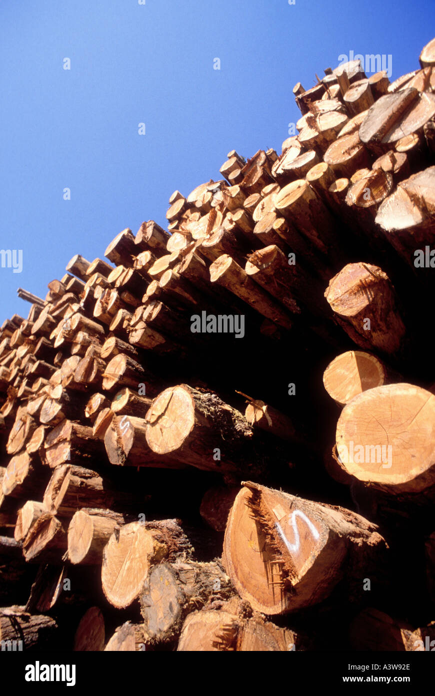Lumber industry yard in Northern California Cut logs for houses Stock