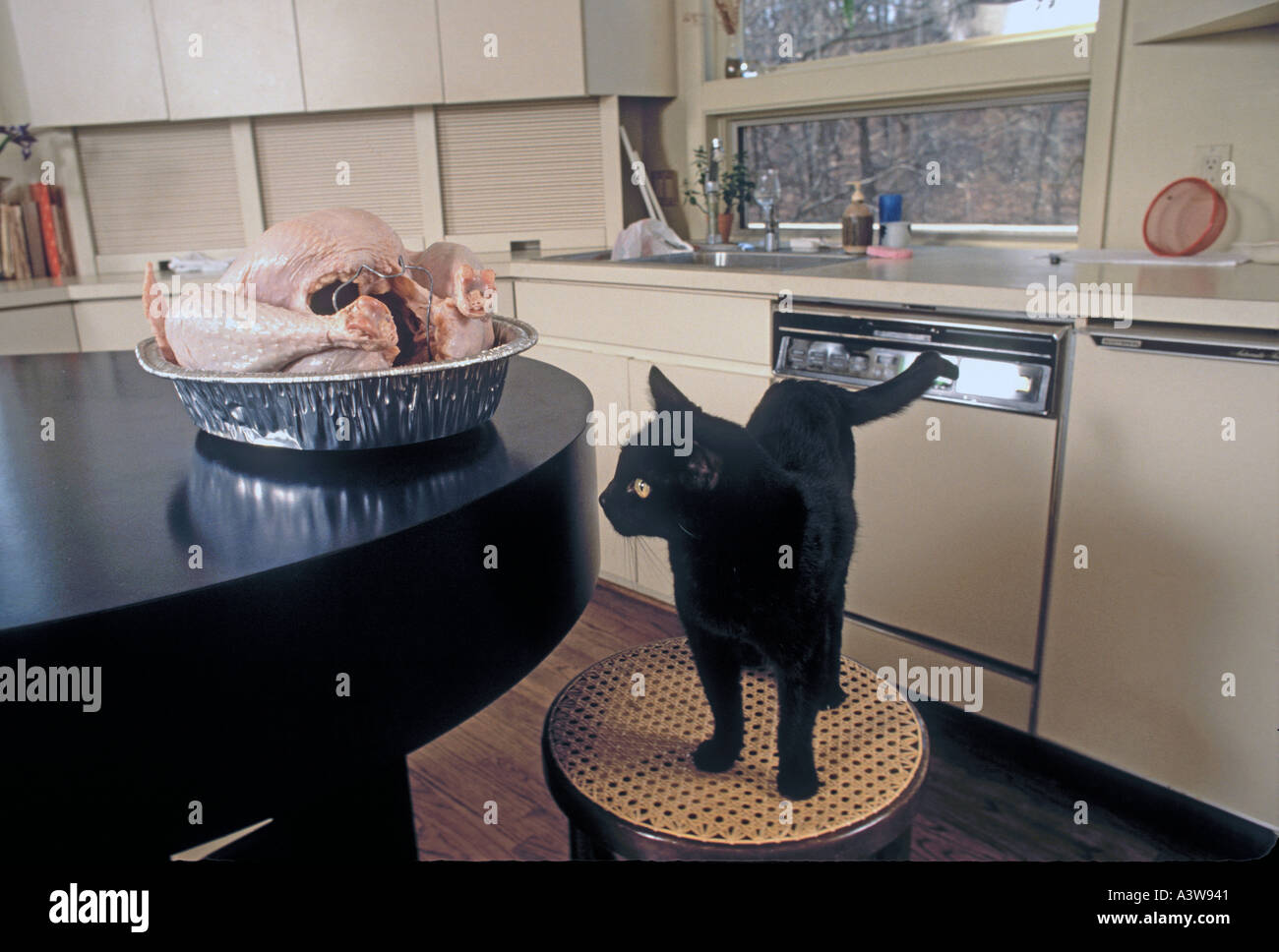 Black cat looking at dinner turkey on counter Stock Photo - Alamy
