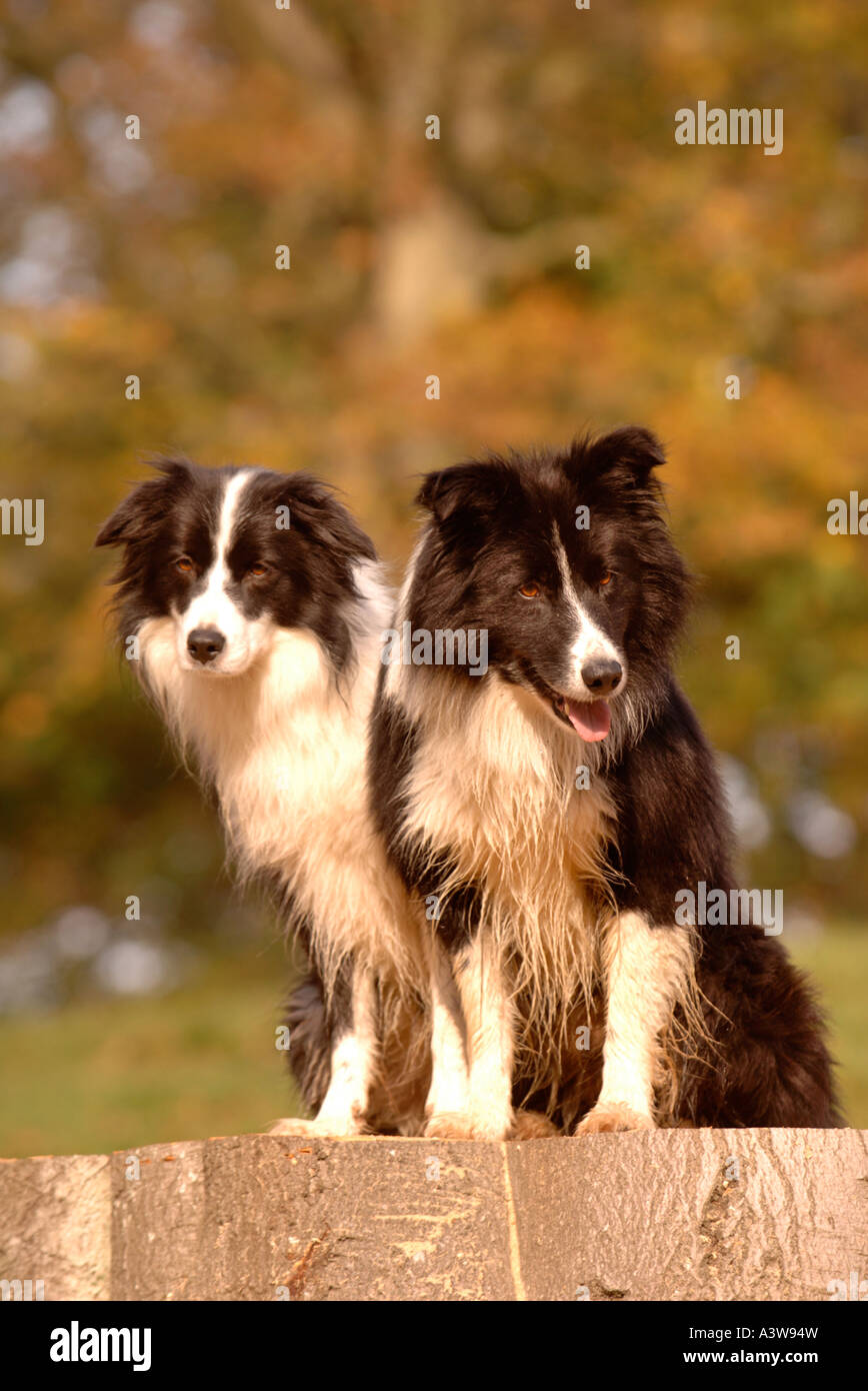 TWO BORDER COLLIE DOGS ON A TREE STUMP IN A WOODLAND SETTING UK Stock Photo