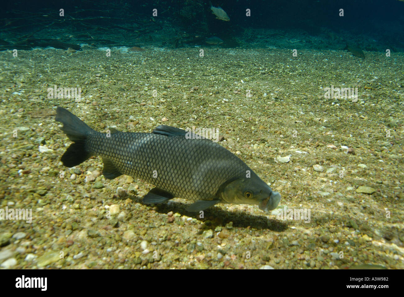 Curimbata with extended jaw Prochilodus lineatus natural freshwater spring preserve Prata river Bonito Brazil Stock Photo