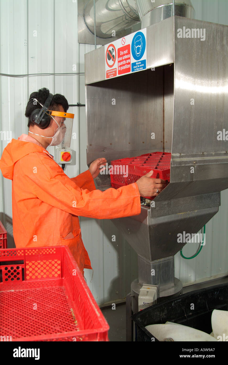 Cleaning process of hatchery trays where empty egg shells and waste are
