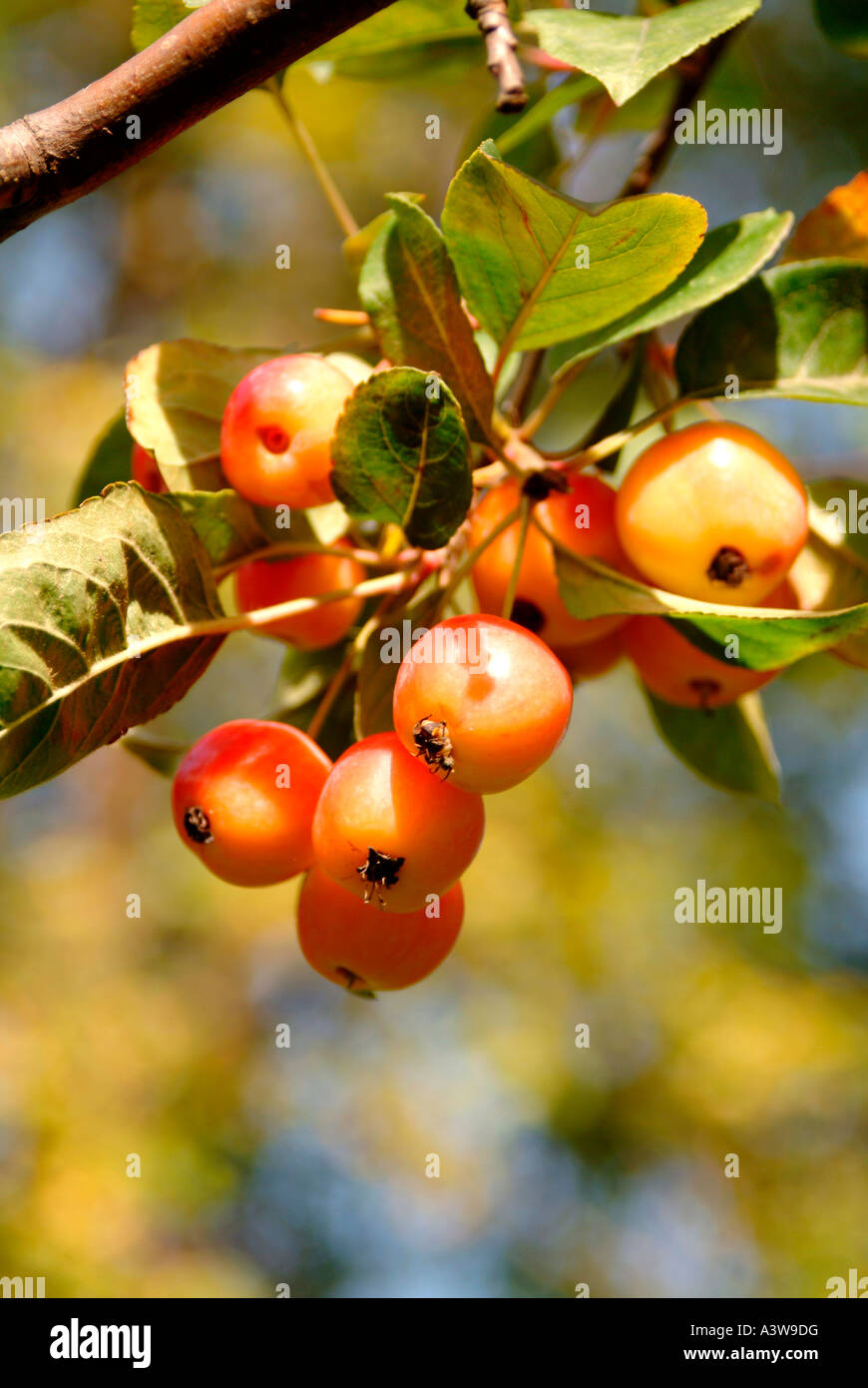 Crab apple tree London Stock Photo Alamy