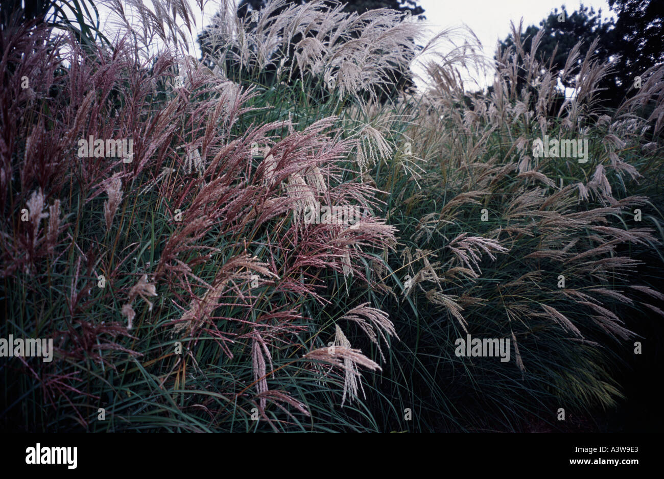 Ornamental grasses Kew Gardens Surrey, England UK Stock Photo Alamy