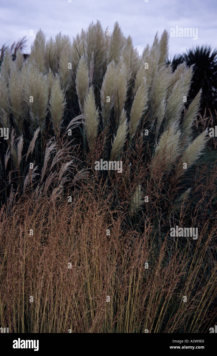 Ornamental grasses Kew Gardens Surrey, England UK Stock Photo Alamy