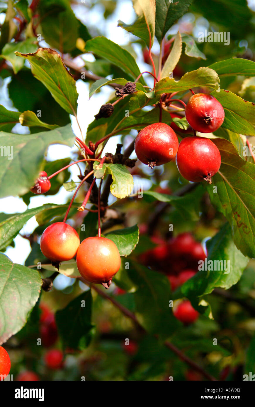 Crab apple tree London Stock Photo Alamy