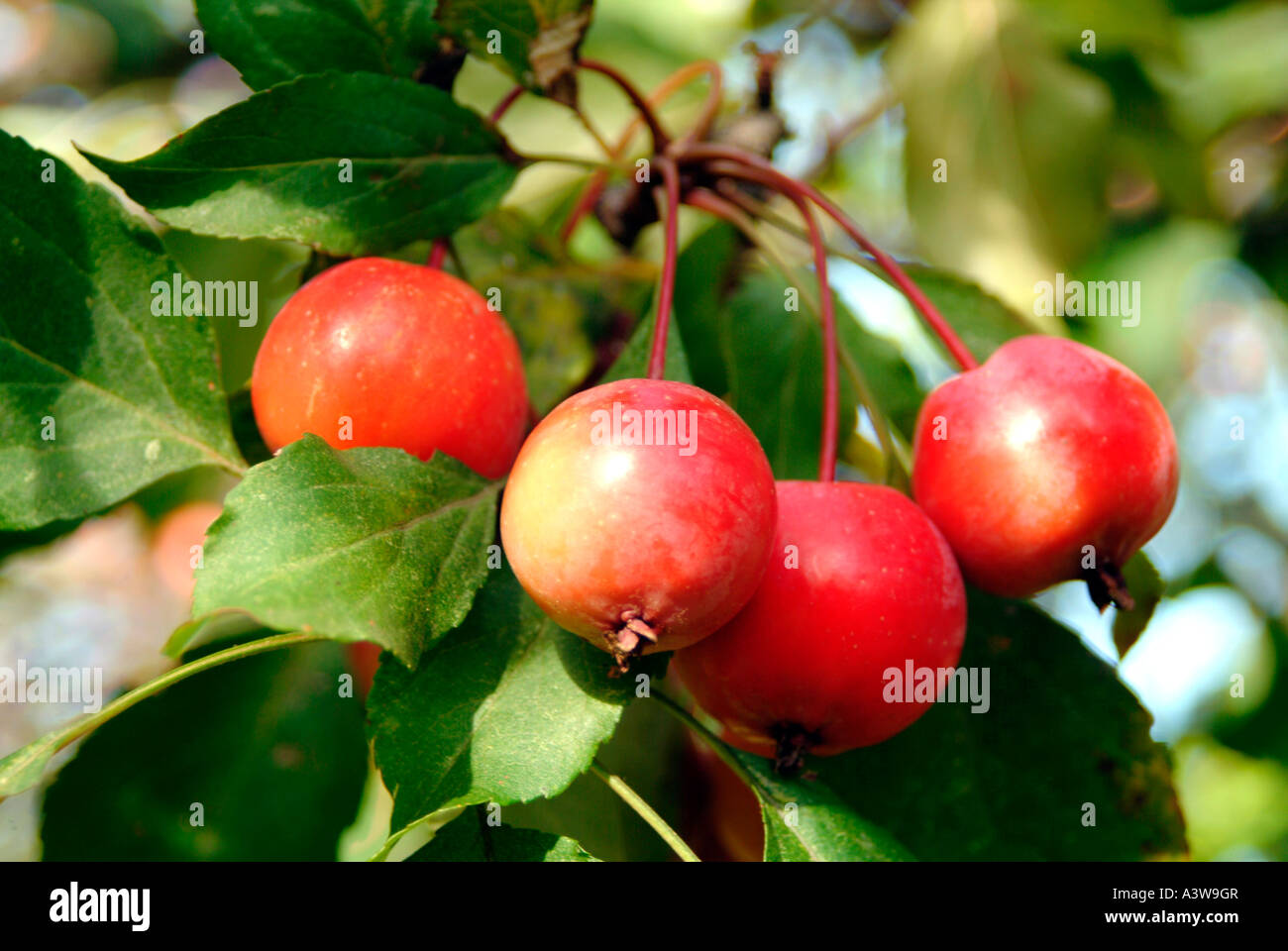 Crab apple tree London Stock Photo Alamy
