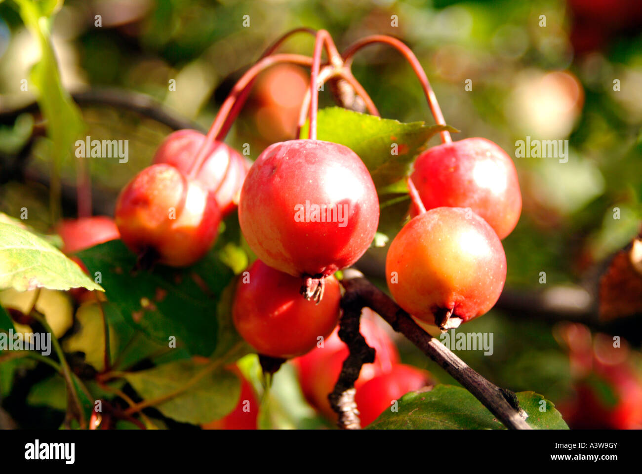 Crab apple tree London Stock Photo Alamy