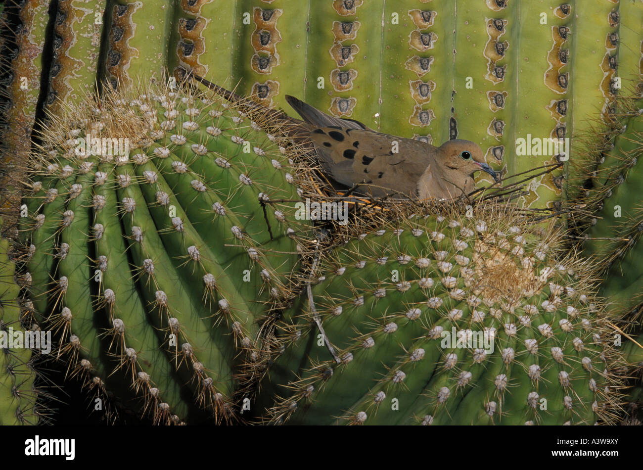 Birds Nest In Saguaro Cactus High Resolution Stock Photography And Images Alamy