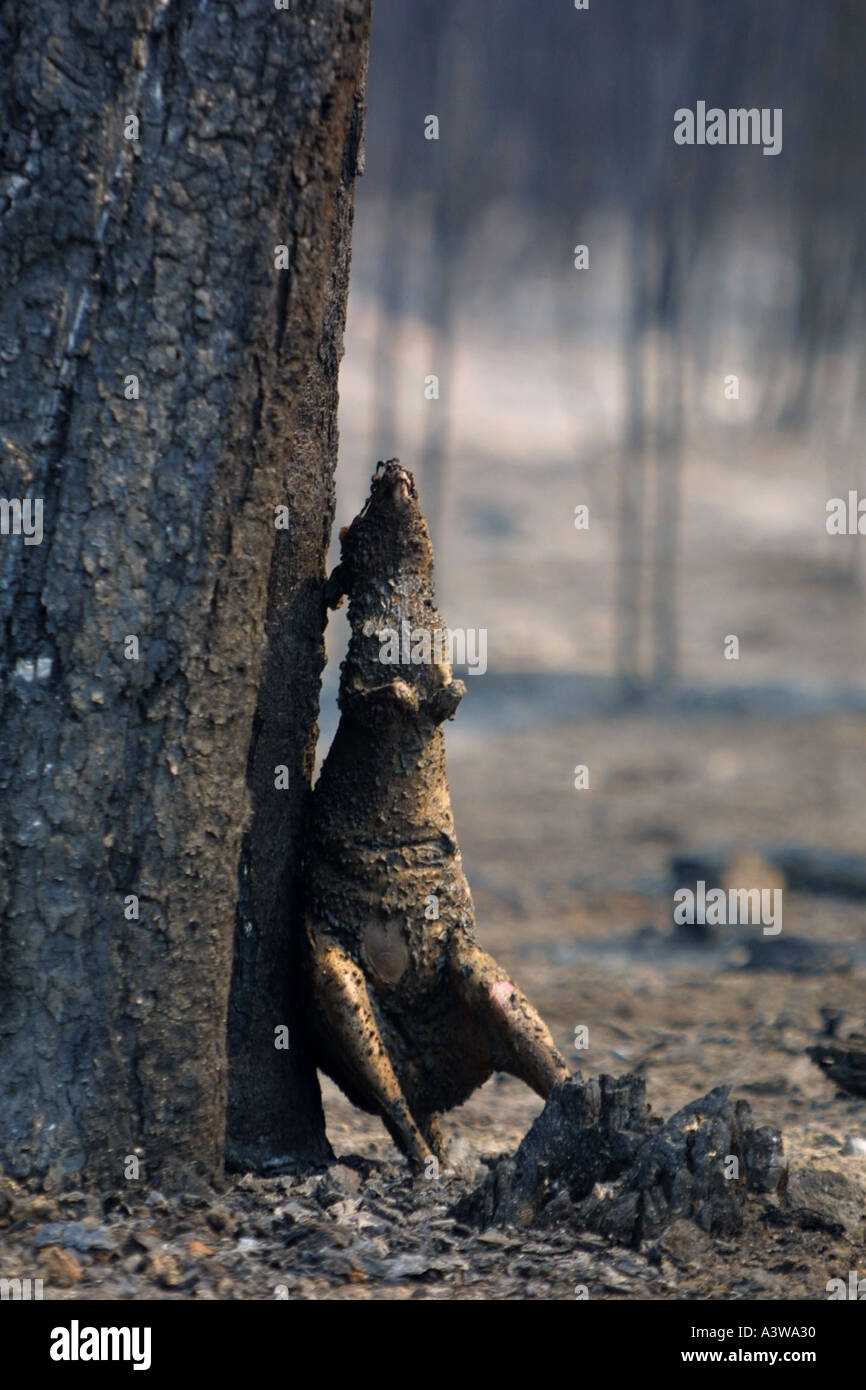 Bushfire victim Australia Stock Photo - Alamy