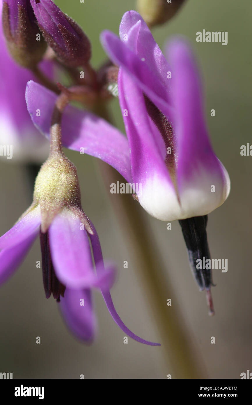 Close-up shot of the wildflower Shooting Star (Dodecatheon frigidum). Stock Photo