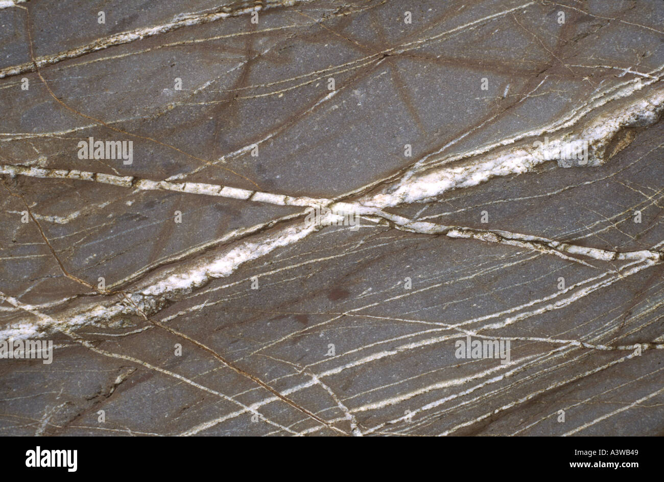 Close up of fossiliferous slate of which the seams are of siliceous material found near Pentewan, UK Stock Photo