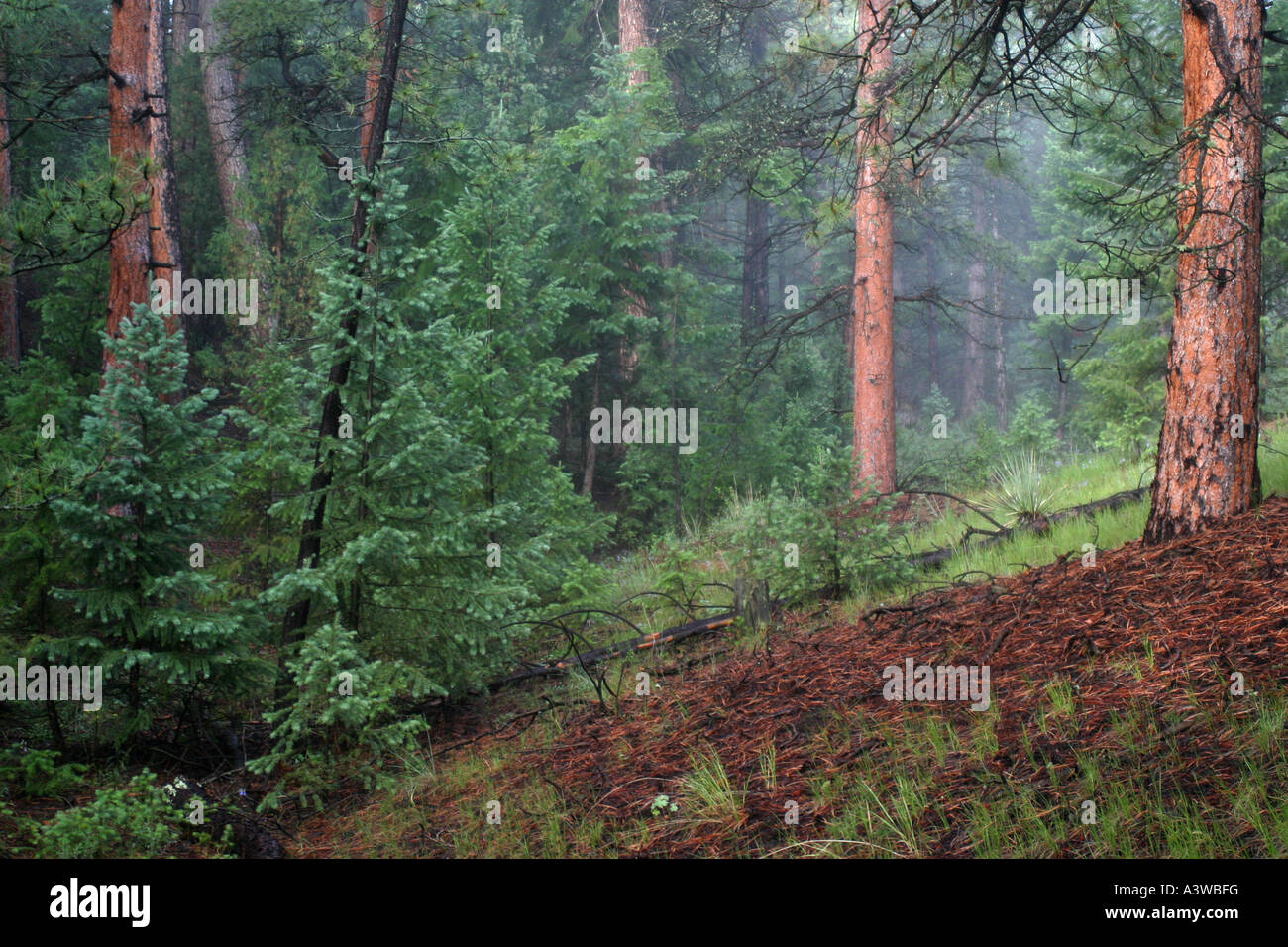 Morning mist rises through a forest of Ponderosa Pines (Pinus ponderosa) in the Front Range of