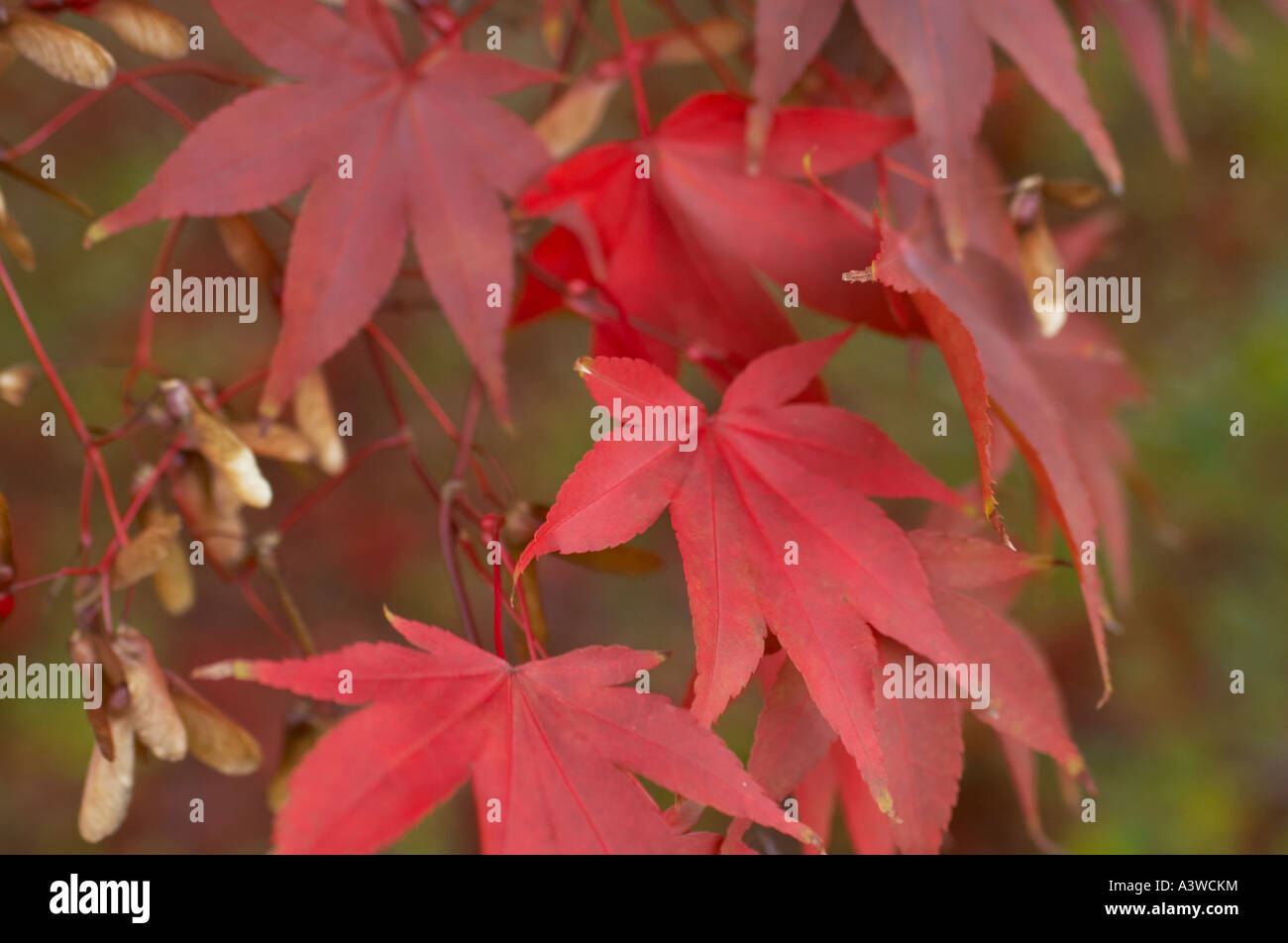 Japanese maple leaves Stock Photo Alamy