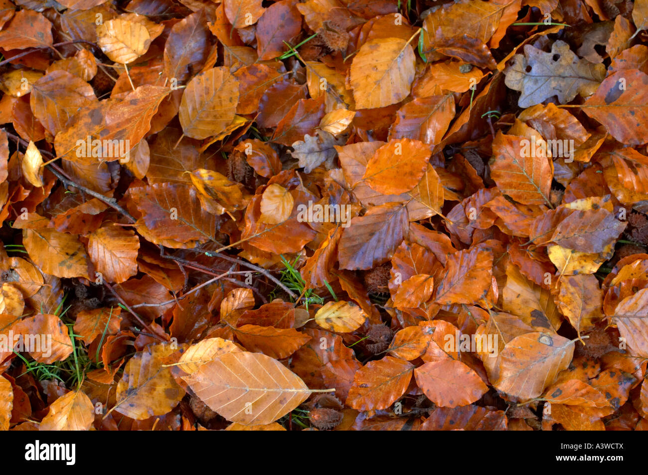 Fallen autumn leaves surround the trunk of a tree at Wakehurst Place ...