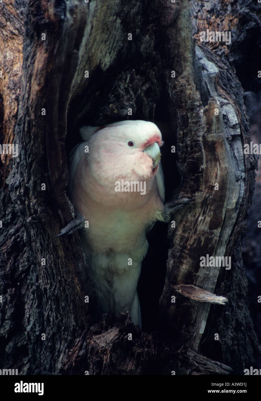Cockatoos at nest hires stock photography and images Alamy
