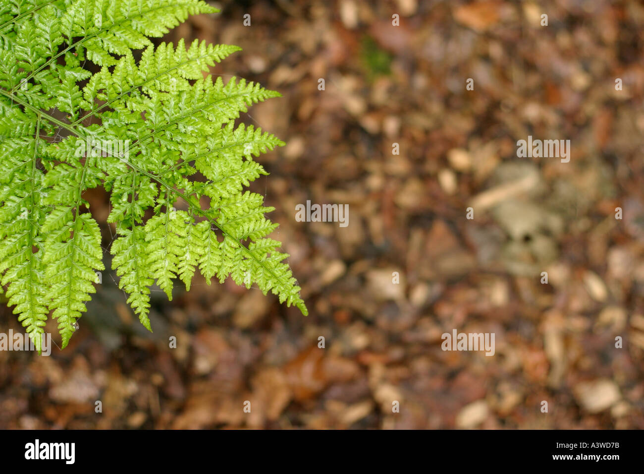 Woodland floor with ferns hi-res stock photography and images - Alamy