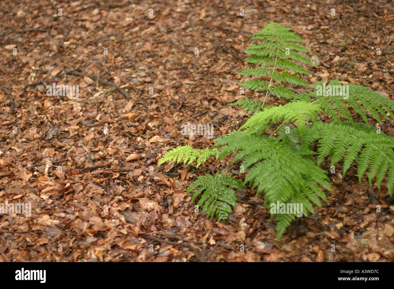 Ferns growing in Scottish woodland Stock Photo Alamy